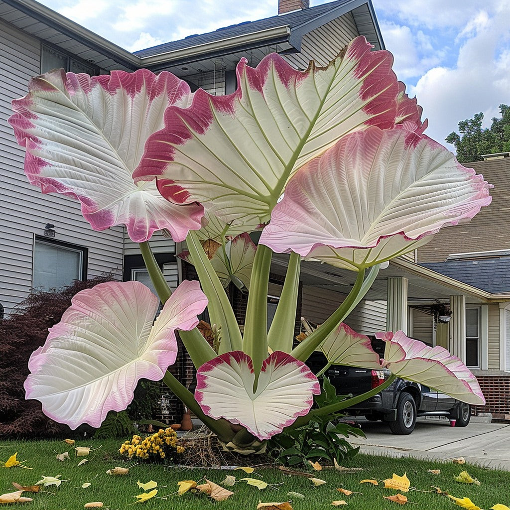 🌿Caladio gigante fascinante🌈-ES