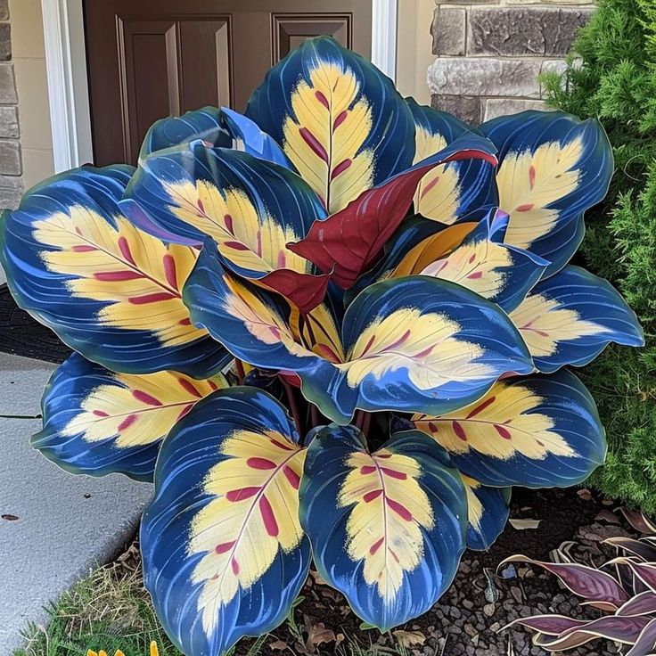 Semillas de Hosta Colorida: ¡la reina de la sombra en el jardín!-ES