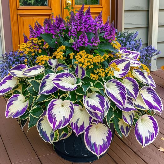 Hardy Beauty: Hosta gėlės, atsparios pavėsiui ir šalčiui-LT