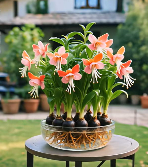 Βολβοί λουλουδιών Phalaenopsis φανάρι-GR