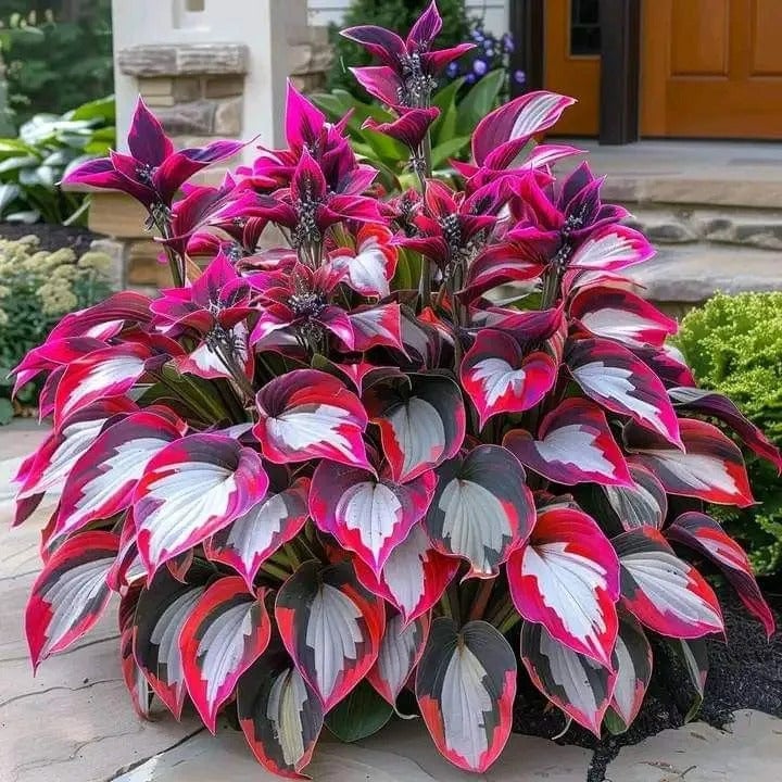 🎁Posebna ponudba 2025🍃Redka semena hoste🌿-SI