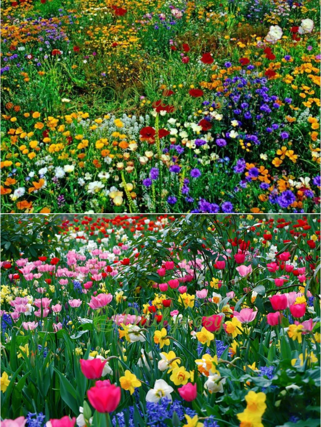 🔥Último día de venta💐Semillas de flores perennes mixtas: más de 60 variedades mixtas-ES