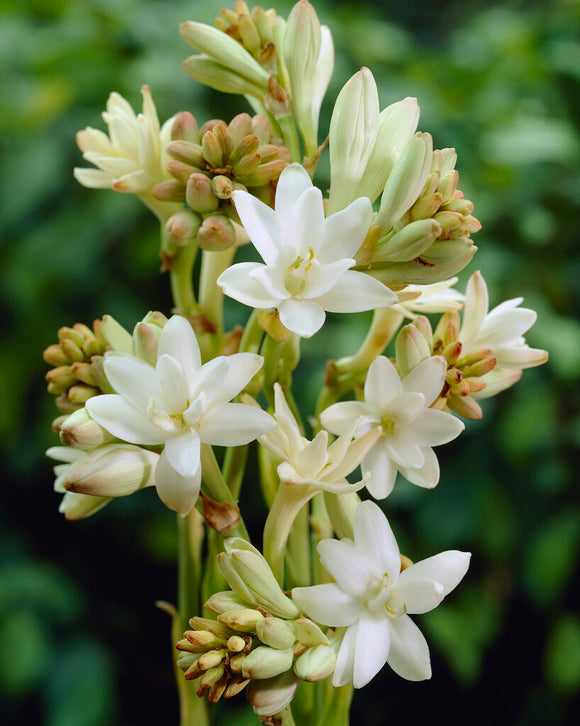 Nardo doble 🌸 - Flor bulbosa grande-ES