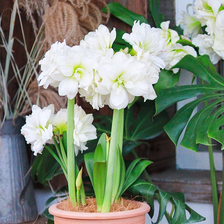 Bulbos de amarilis de flores dobles🌼-ES