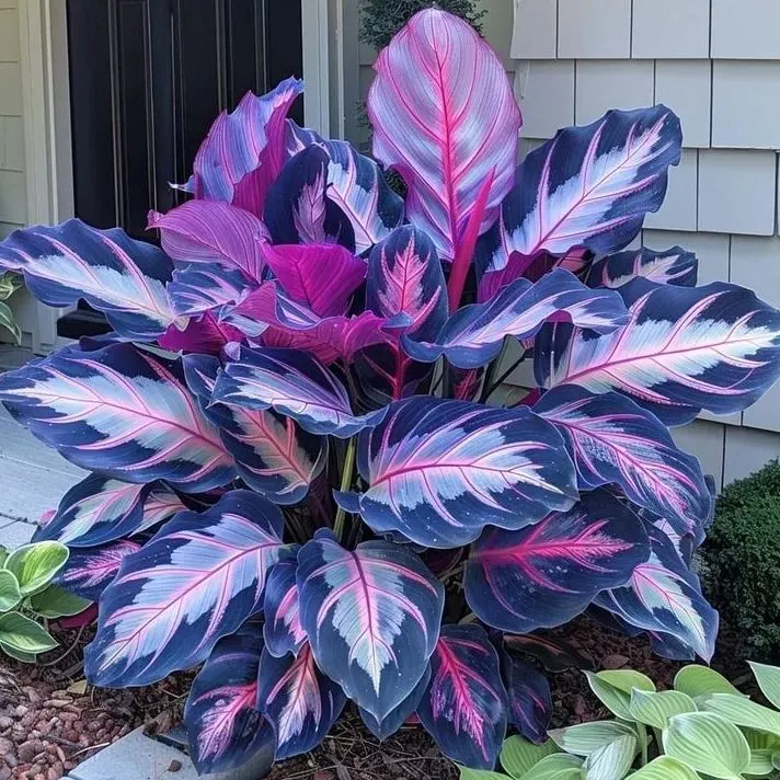 Semillas de Hosta Colorida: ¡la reina de la sombra en el jardín!-ES