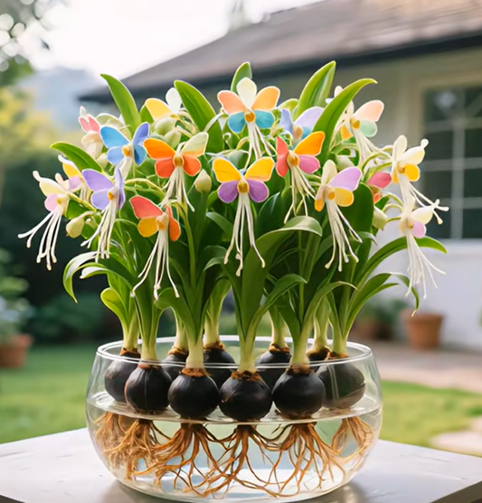 Bulbos de flores de linterna de Phalaenopsis-ES