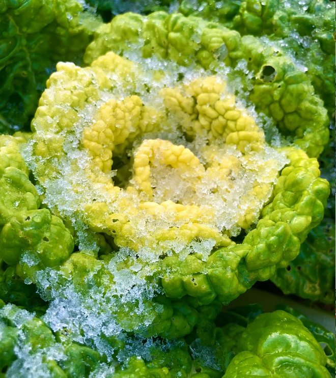 Semillas de Brassica Narinosa (WuTat Choy)-ES