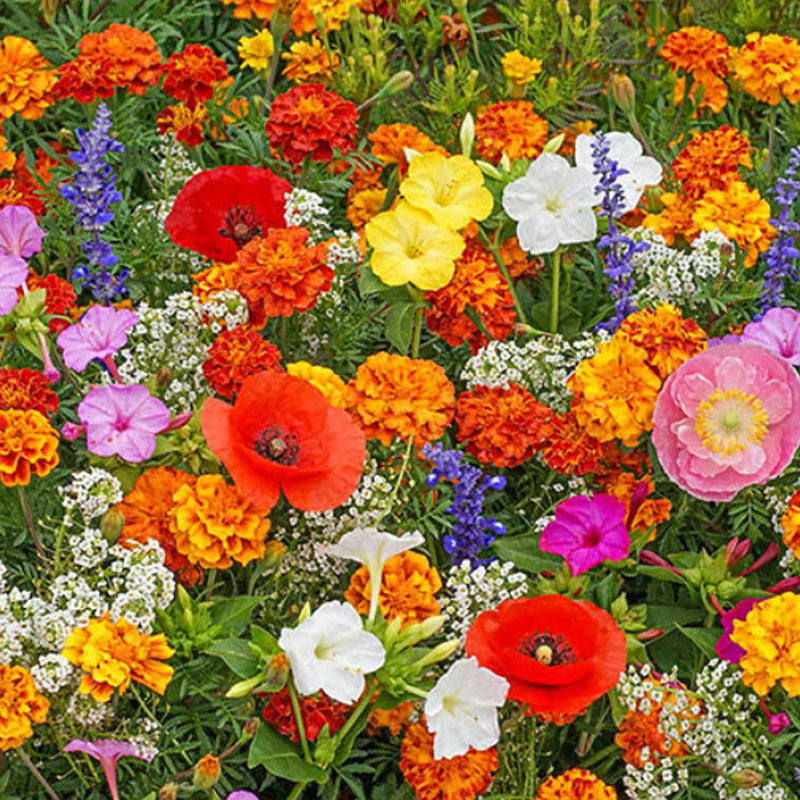 🔥Último día de venta💐Semillas de flores perennes mixtas: más de 60 variedades mixtas-ES