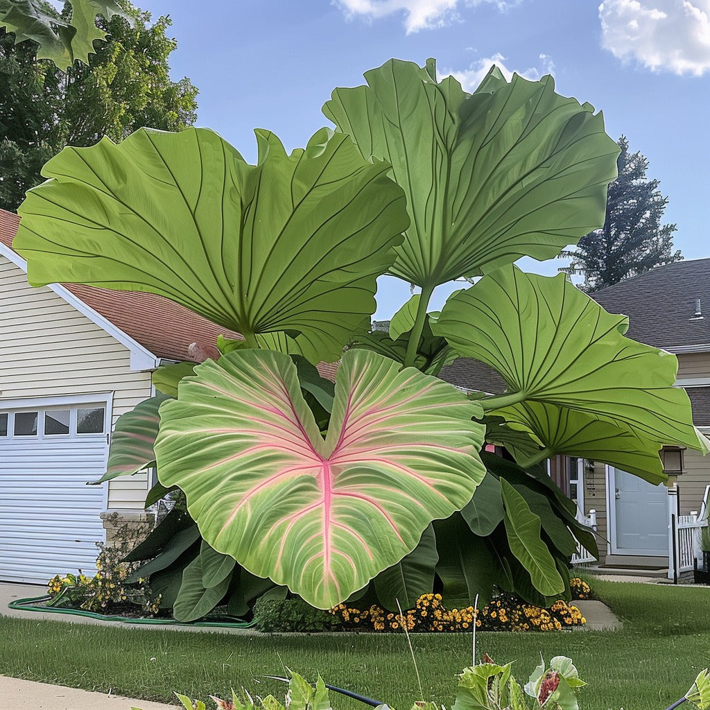 🌿Caladio gigante fascinante🌈-ES
