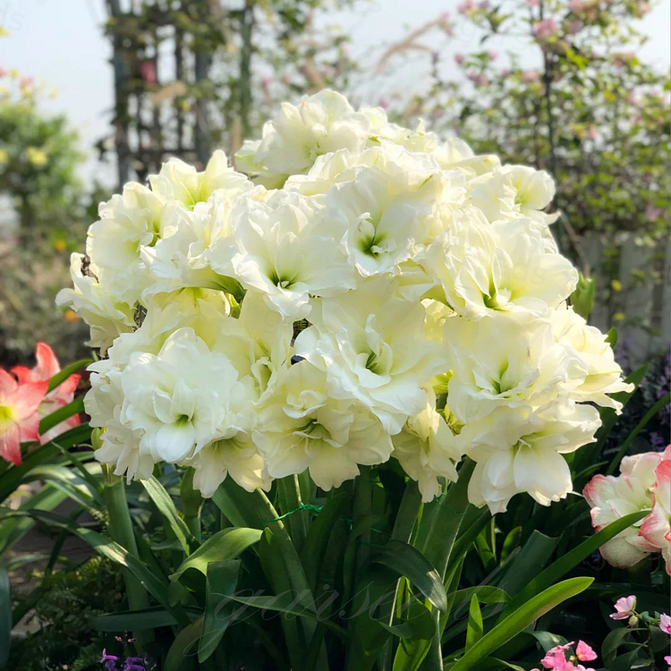 Bulbos de amarilis de flores dobles🌼-ES