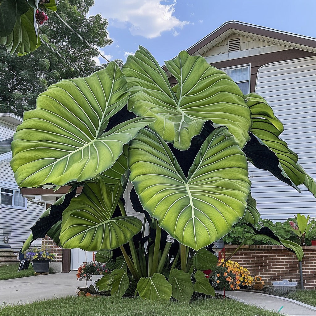 🌿Caladio gigante fascinante🌈-ES
