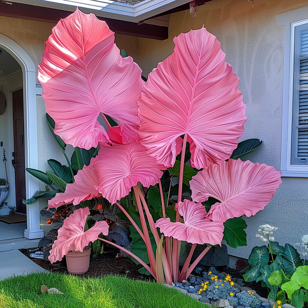 🌿Caladio gigante fascinante🌈-ES