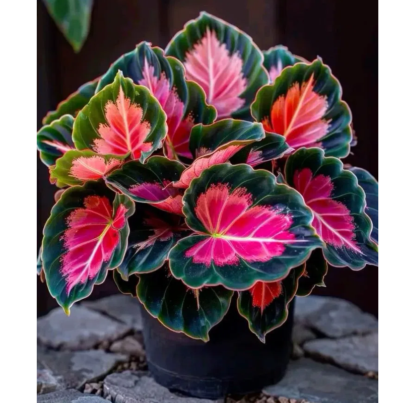 Semillas de Hosta Colorida: ¡la reina de la sombra en el jardín!-ES