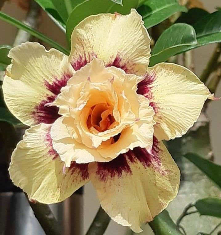 🔥Καλλιεργήστε τη Βασίλισσα της Ερήμου – τώρα σε μειωμένη τιμή!🎁 😍Λατρεύει την άνθιση, έχει μεγάλη περίοδο ανθοφορίας 🌵 Τριαντάφυλλο της Ερήμου-GR