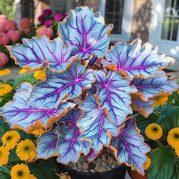 Semillas de Hosta Colorida: ¡la reina de la sombra en el jardín!-ES