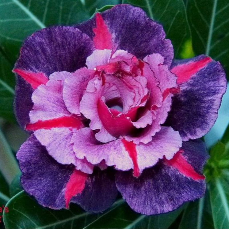 🔥Καλλιεργήστε τη Βασίλισσα της Ερήμου – τώρα σε μειωμένη τιμή!🎁 😍Λατρεύει την άνθιση, έχει μεγάλη περίοδο ανθοφορίας 🌵 Τριαντάφυλλο της Ερήμου-GR