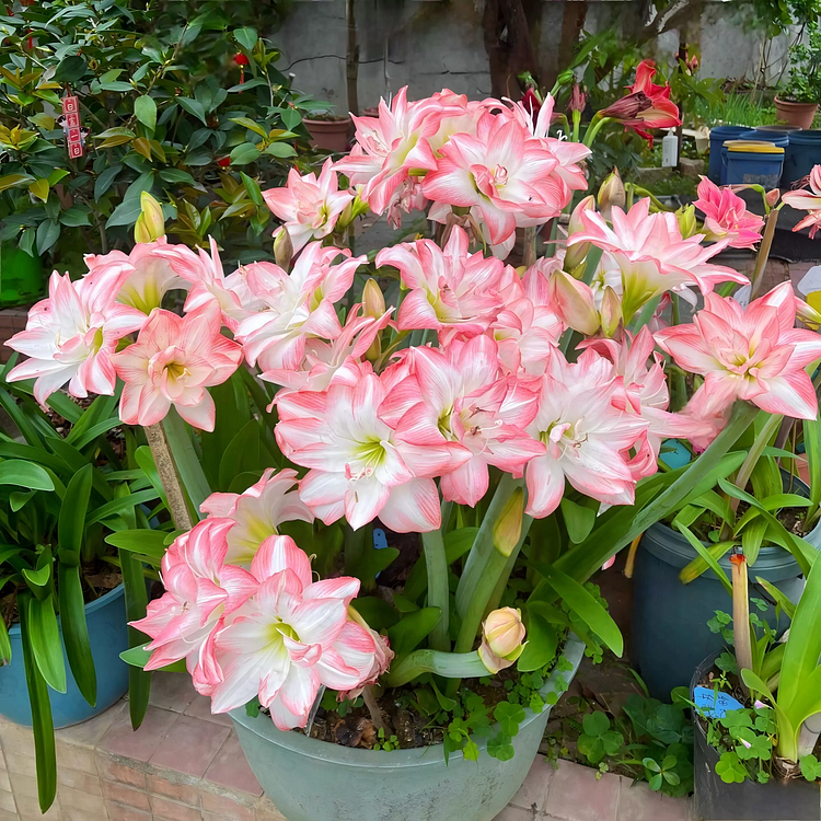 Bulbos de amarilis de flores dobles🌼-ES