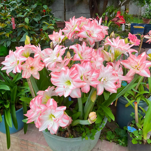 Bulbos de amarilis de flores dobles🌼-ES