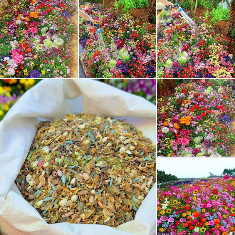 🔥Último día de venta💐Semillas de flores perennes mixtas: más de 60 variedades mixtas-ES