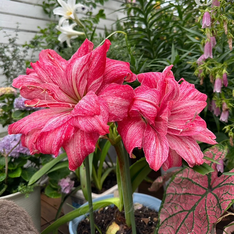 Bulbos de amarilis de flores dobles🌼-ES