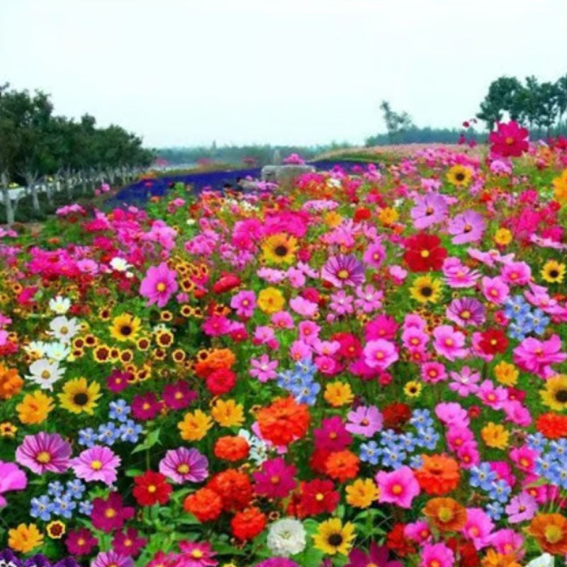 🔥Último día de venta💐Semillas de flores perennes mixtas: más de 60 variedades mixtas-ES