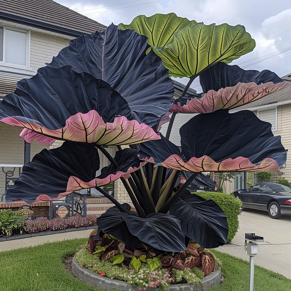 🌿Caladio gigante fascinante🌈-ES