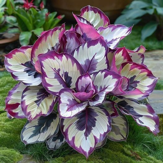 Semillas de Hosta Colorida: ¡la reina de la sombra en el jardín!-ES