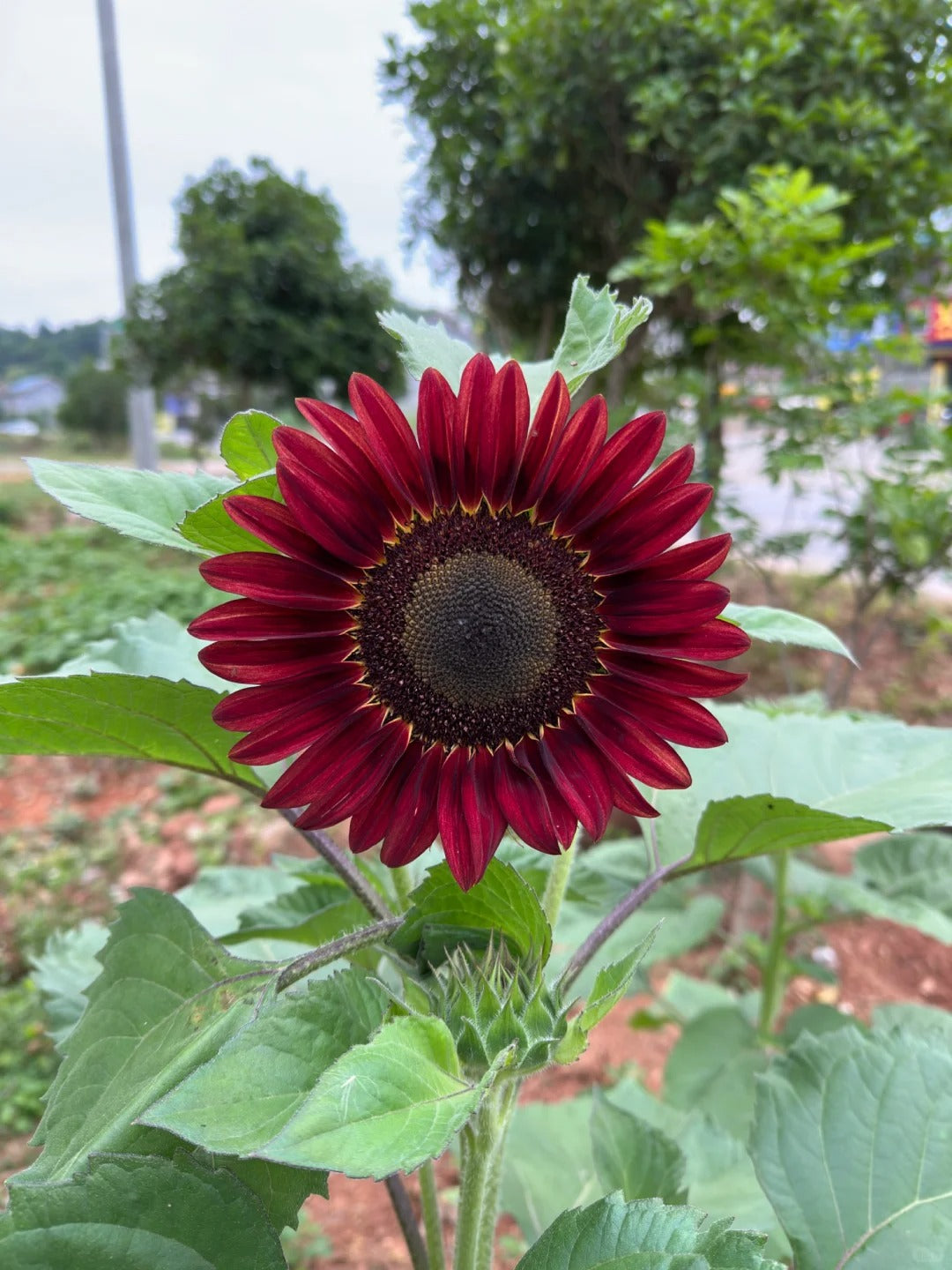 Semillas de girasol híbridas Red Wave-ES