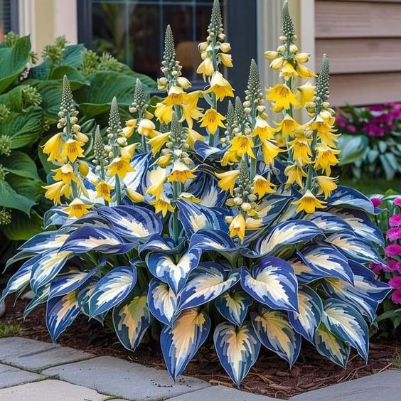 Hardy Beauty: Hosta gėlės, atsparios pavėsiui ir šalčiui-LT