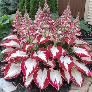 Hardy Beauty: Hosta gėlės, atsparios pavėsiui ir šalčiui-LT