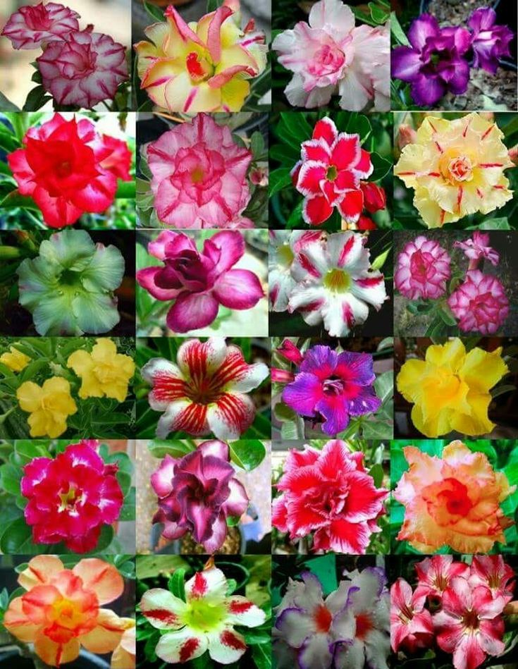 🔥Καλλιεργήστε τη Βασίλισσα της Ερήμου – τώρα σε μειωμένη τιμή!🎁 😍Λατρεύει την άνθιση, έχει μεγάλη περίοδο ανθοφορίας 🌵 Τριαντάφυλλο της Ερήμου-GR