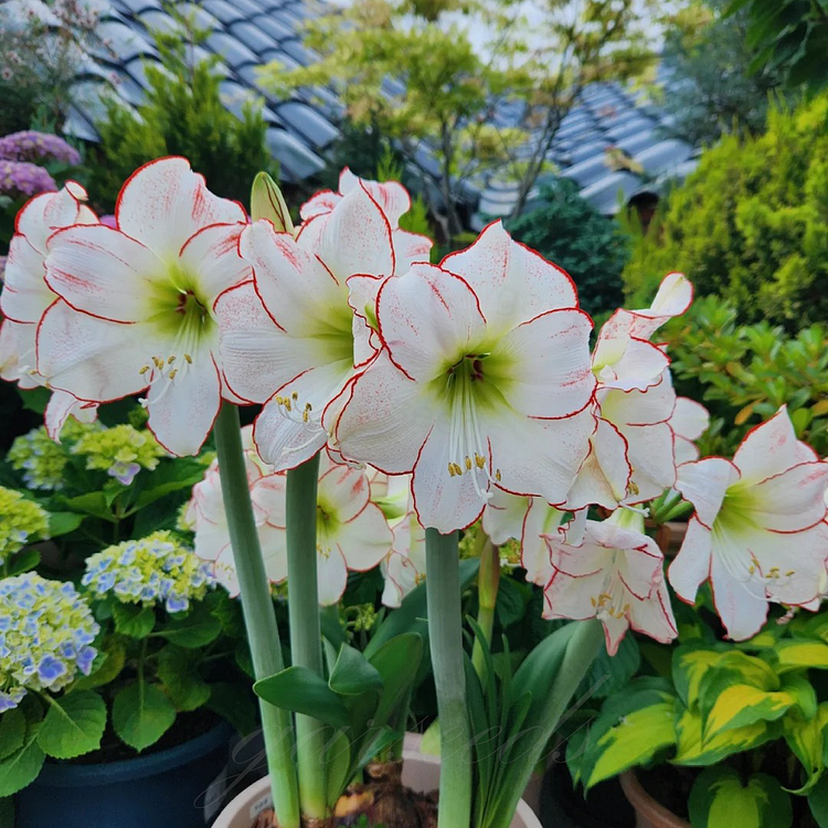 Bulbos de amarilis de flores dobles🌼-ES