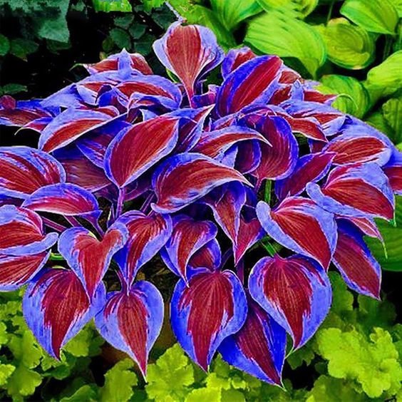 Semillas raras de hosta multicolor-ES
