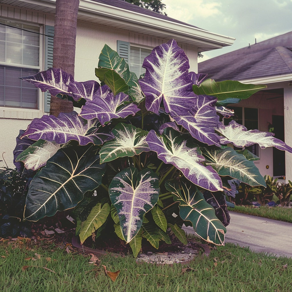 🌿Caladio gigante fascinante🌈-ES
