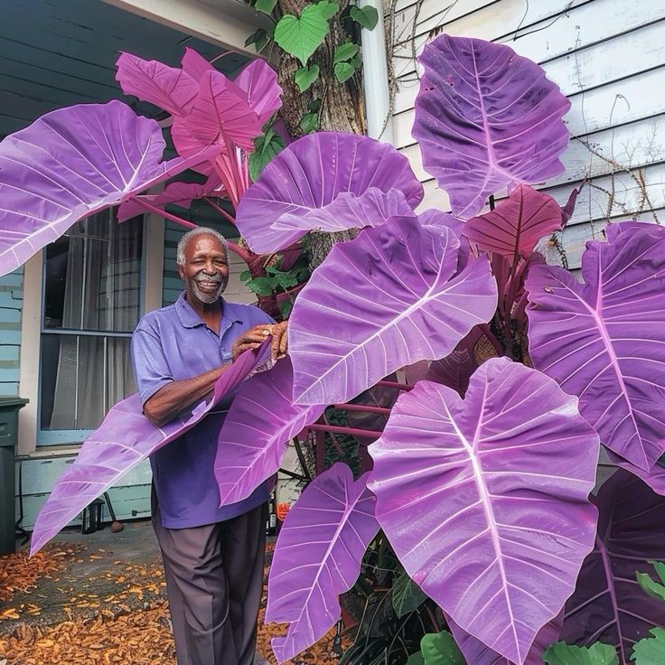 🌿Caladio gigante fascinante🌈-ES