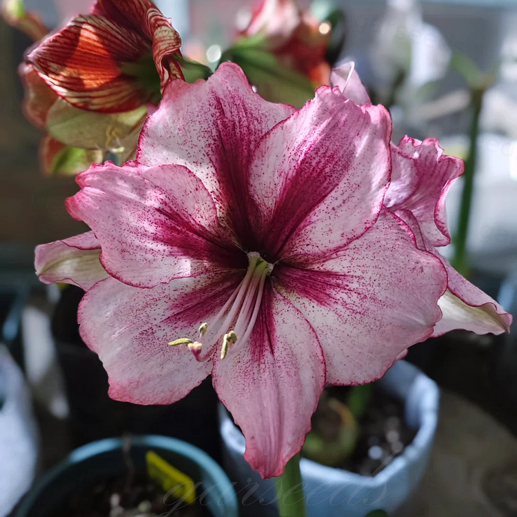 Bulbos de amarilis de flores dobles🌼-ES