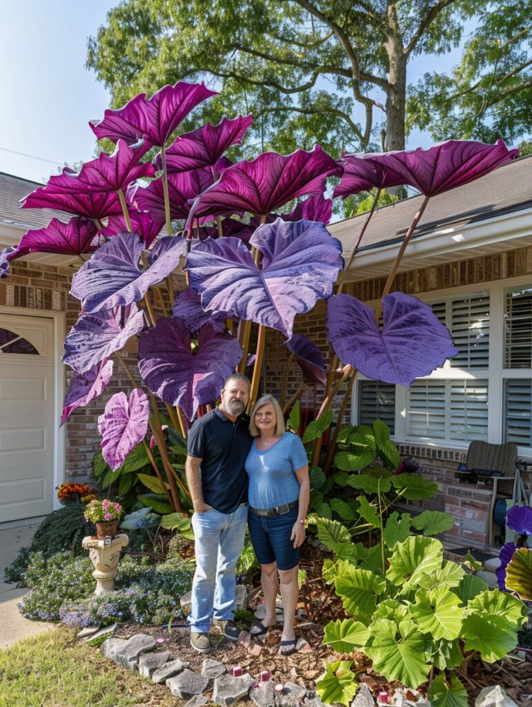 🌿Caladio gigante fascinante🌈-ES