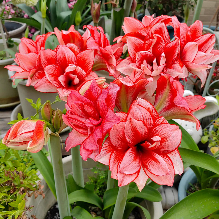 Bulbos de amarilis de flores dobles🌼-ES