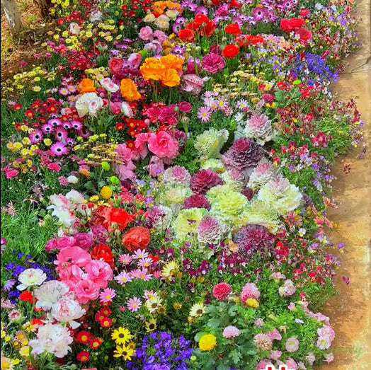 🔥Último día de venta💐Semillas de flores perennes mixtas: más de 60 variedades mixtas-ES