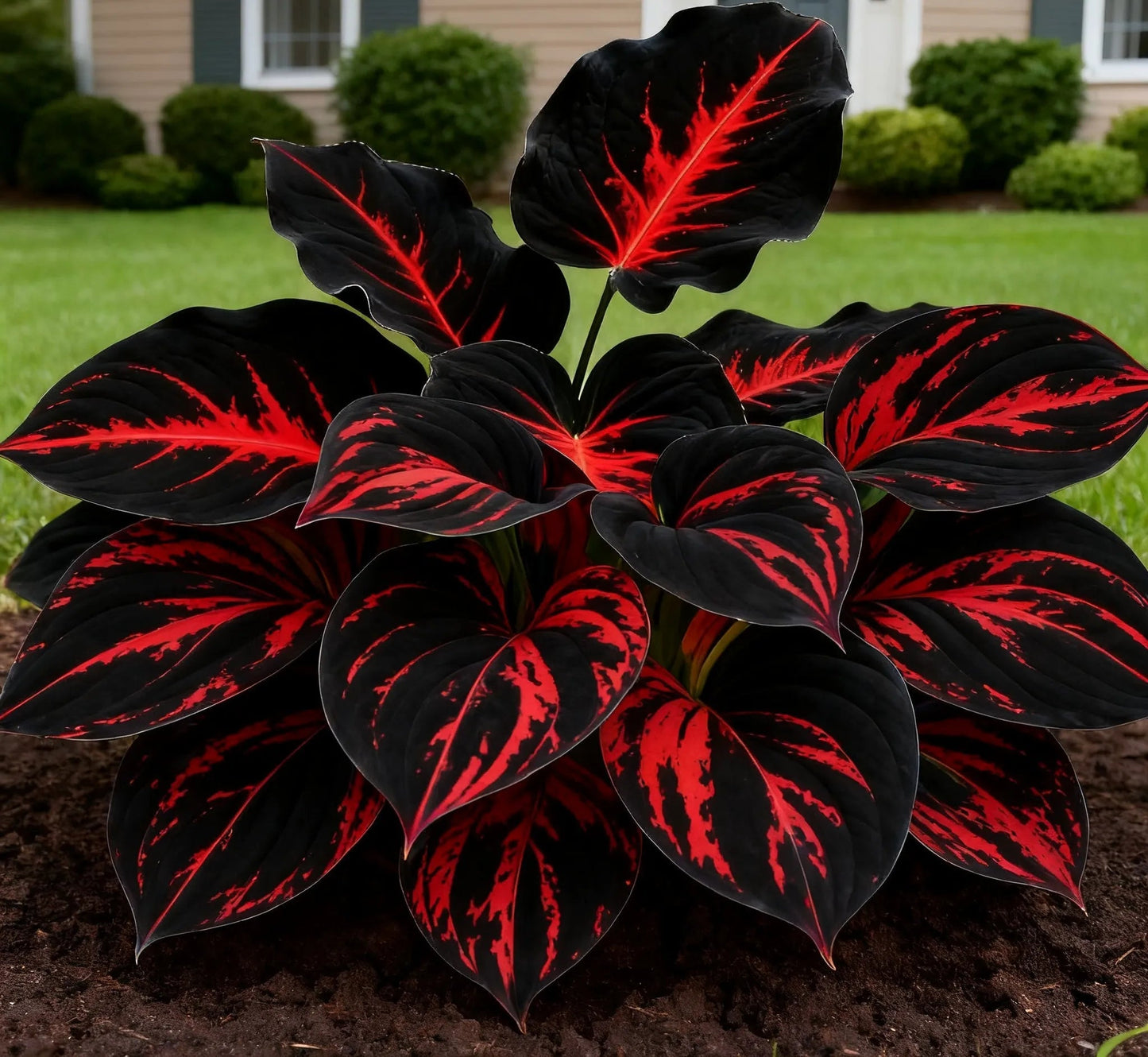 💥Oferta especial 2025 🌌Semillas de Hosta Midnight Blue Heart, una planta perenne que ama la sombra para el jardín-ES