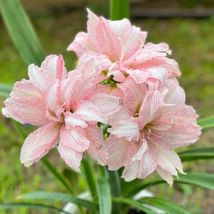 Bulbos de amarilis de flores dobles🌼-ES