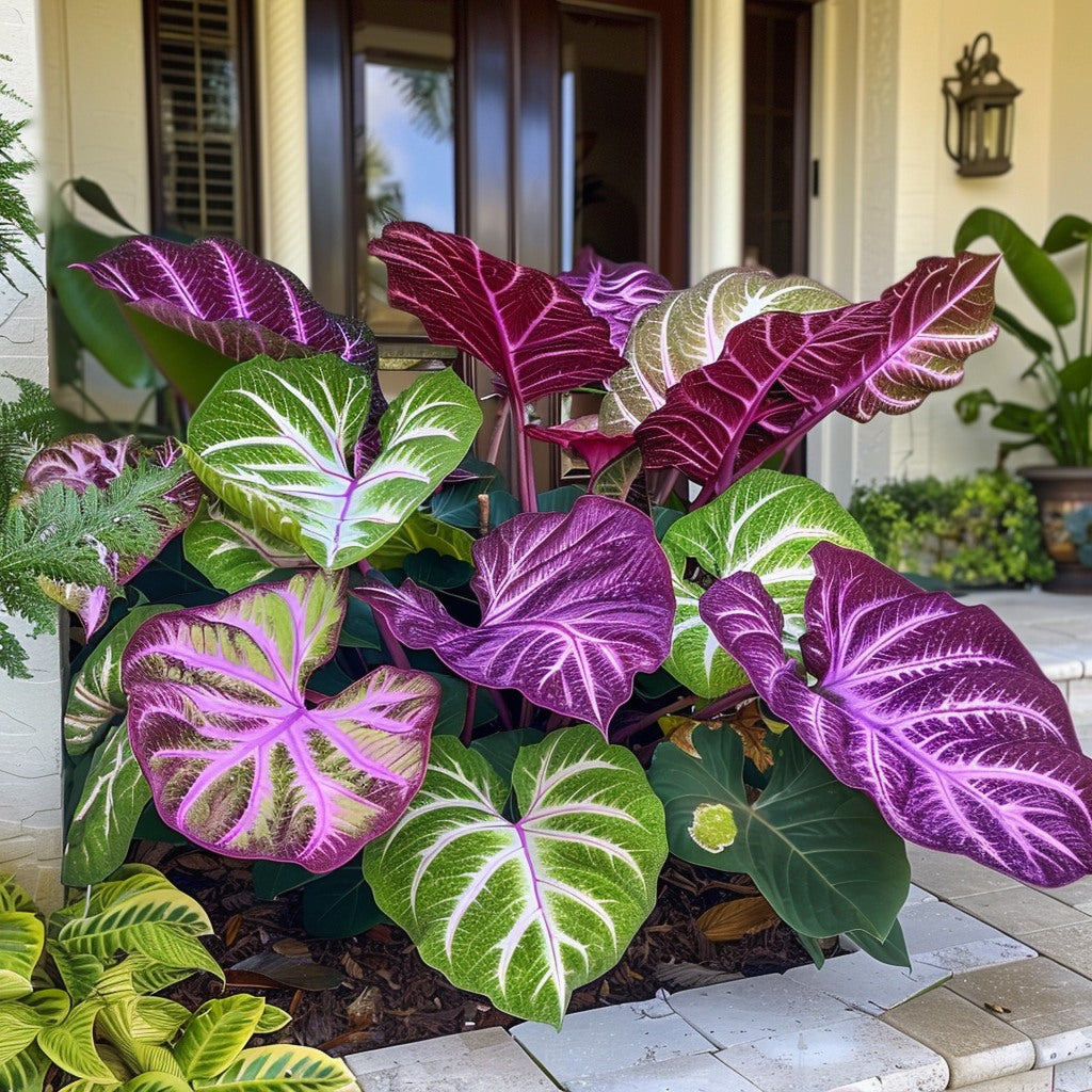 🌿Caladio gigante fascinante🌈-ES