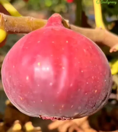 🍑Σπόροι Σύκου Super Giant – Γλυκύτητα Ροδάκινου σε Κάθε Μπουκιά! 🌟-GR
