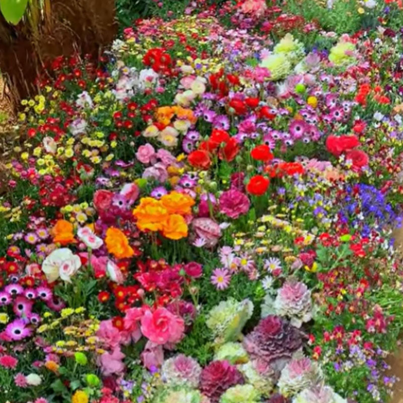 🔥Último día de venta💐Semillas de flores perennes mixtas: más de 60 variedades mixtas-ES