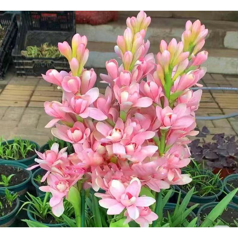Nardo doble 🌸 - Flor bulbosa grande-ES