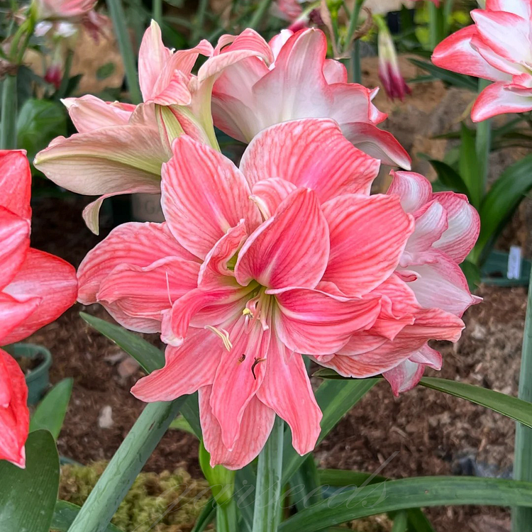 Bulbos de amarilis de flores dobles🌼-ES