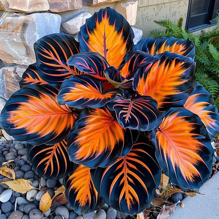 Semillas de Hosta Colorida: ¡la reina de la sombra en el jardín!-ES