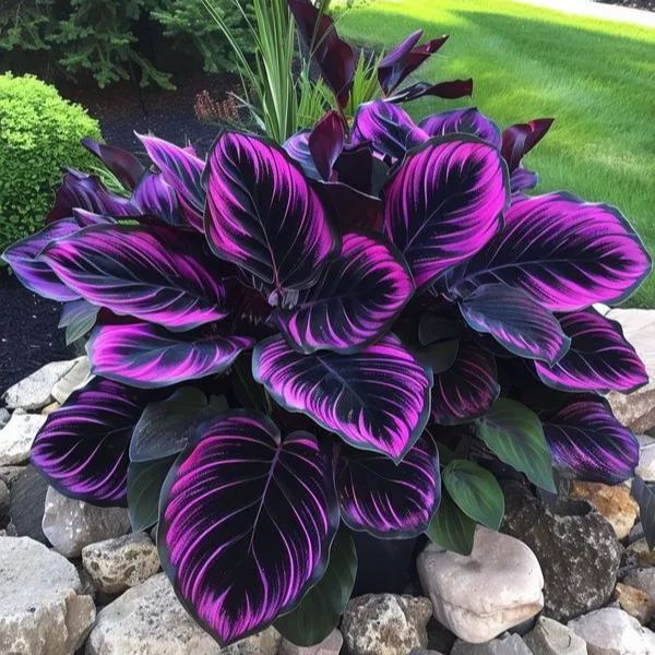 Semillas de Hosta Colorida: ¡la reina de la sombra en el jardín!-ES