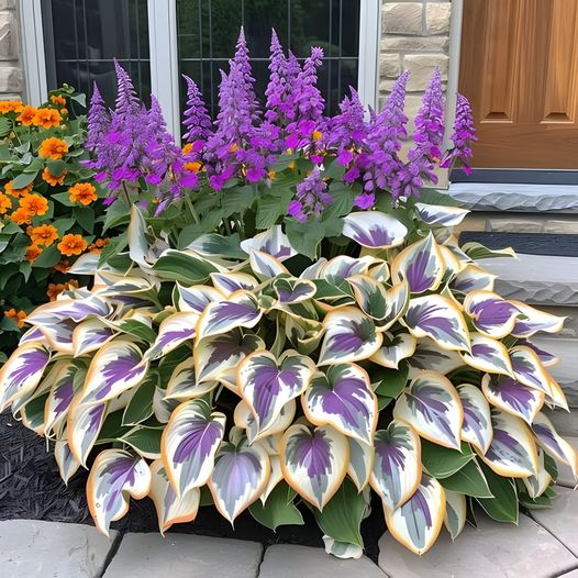 Hardy Beauty: Hosta gėlės, atsparios pavėsiui ir šalčiui-LT