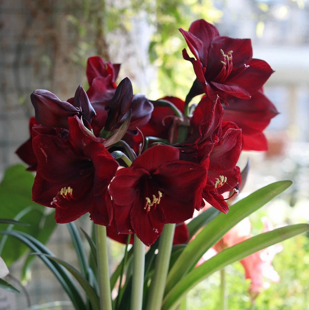 Bulbos de amarilis de flores dobles🌼-ES
